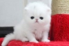 Beautiful Persian kittens ready for new homes
